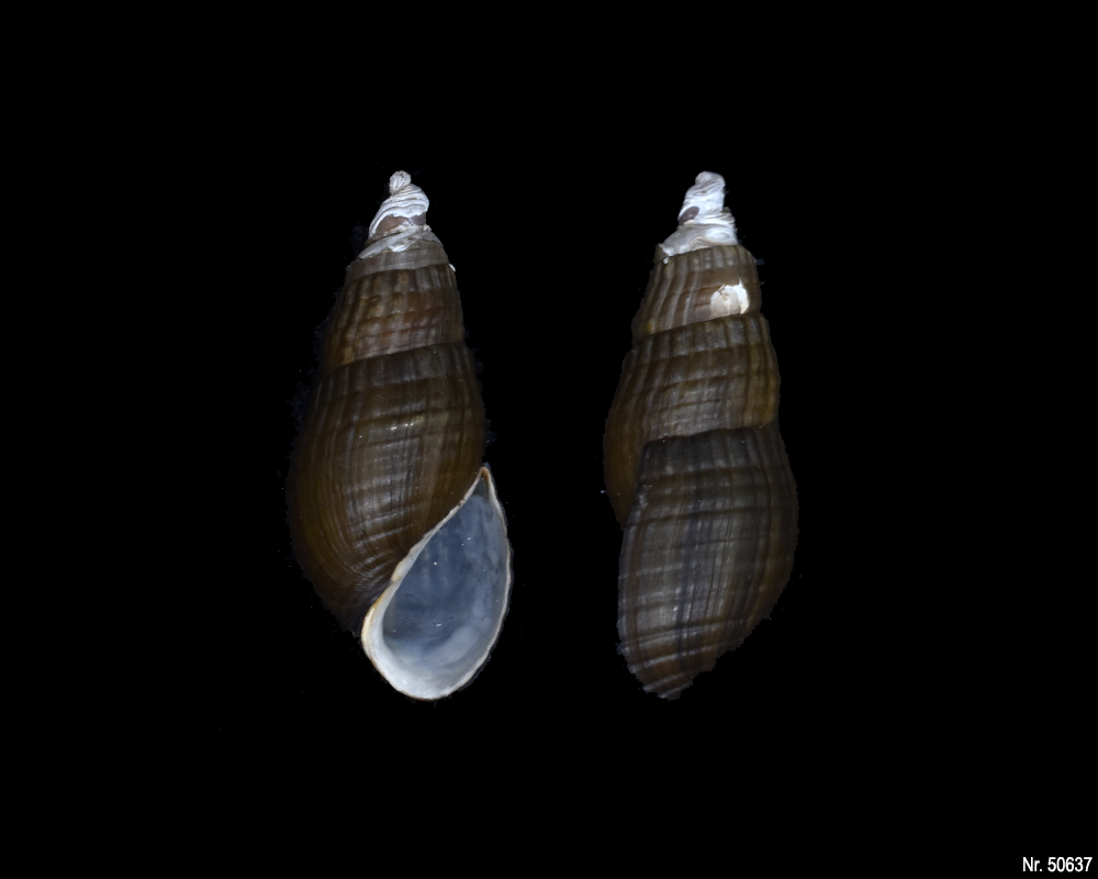 Stenomelania sp. (Turaja schnecke)