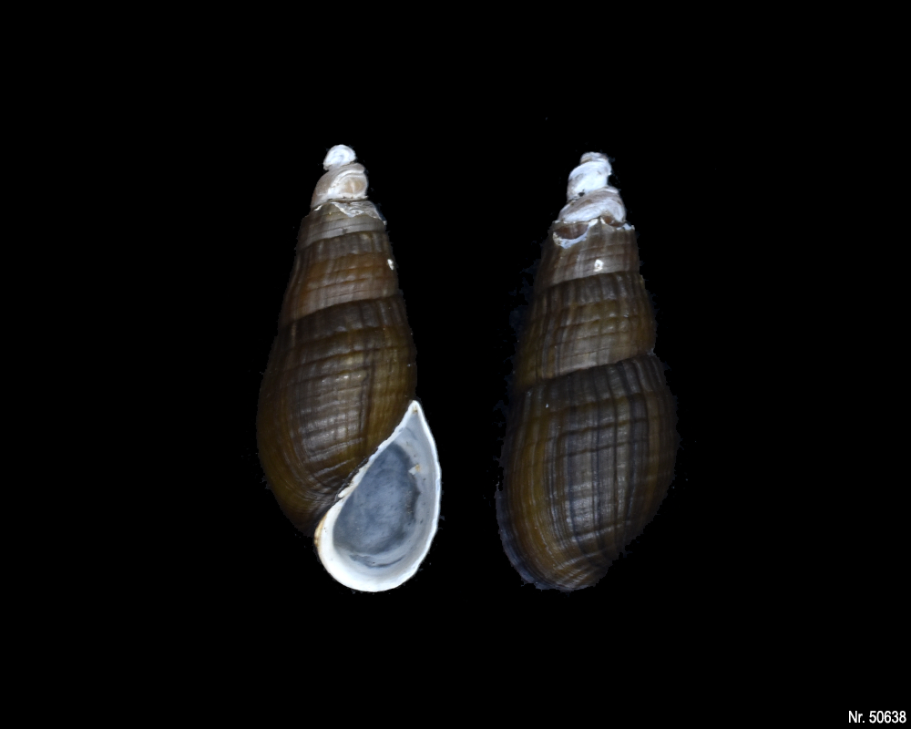 Stenomelania sp. (Turaja schnecke)