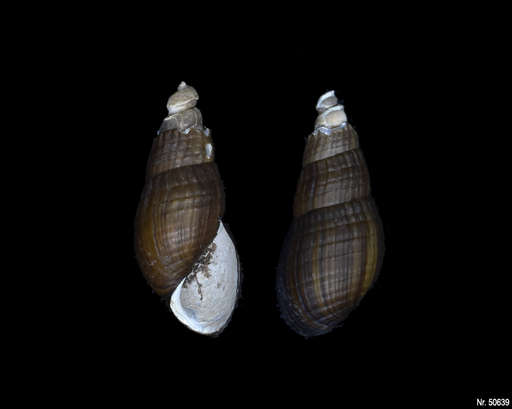 Stenomelania sp. (Turaja schnecke)