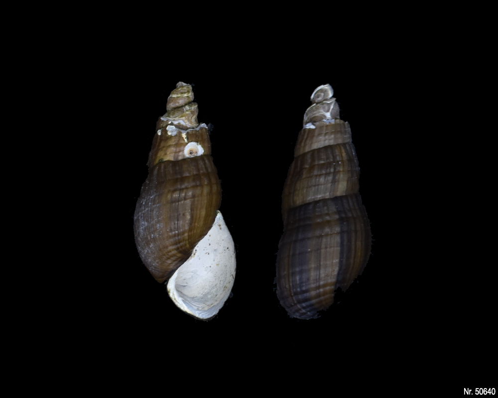 Stenomelania sp. (Turaja schnecke)