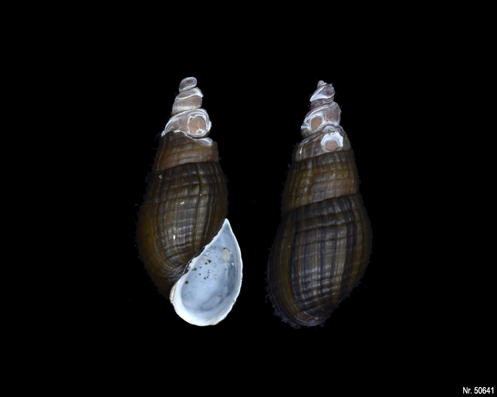 Stenomelania sp. (Turaja schnecke)