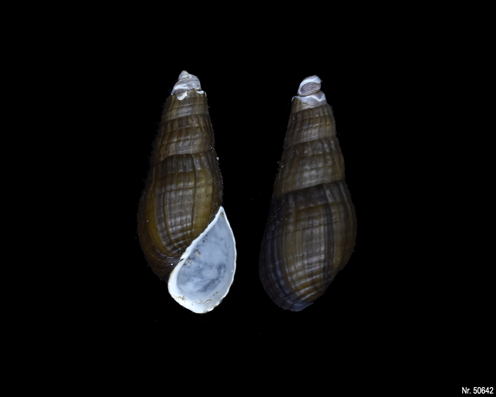 Stenomelania sp. (Turaja schnecke)