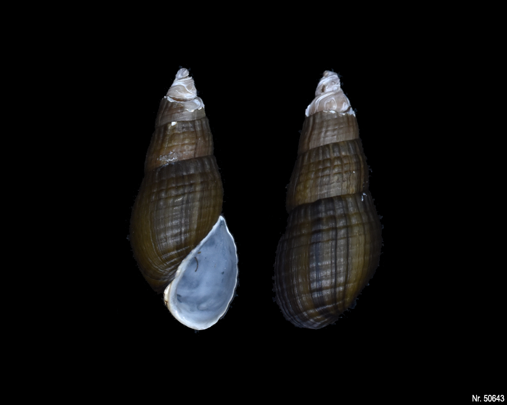 Stenomelania sp. (Turaja schnecke)