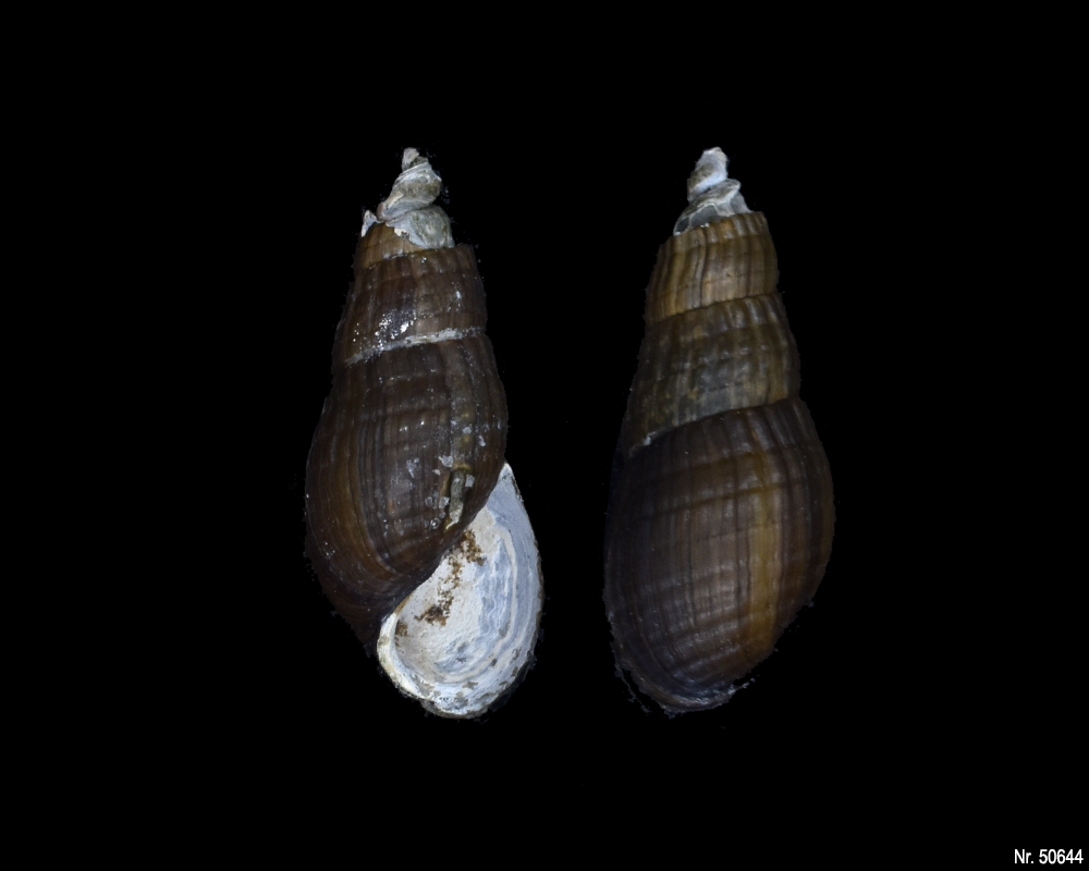 Stenomelania sp. (Turaja schnecke)