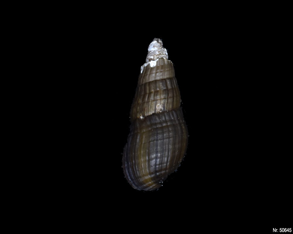 Stenomelania sp. (Turaja schnecke)