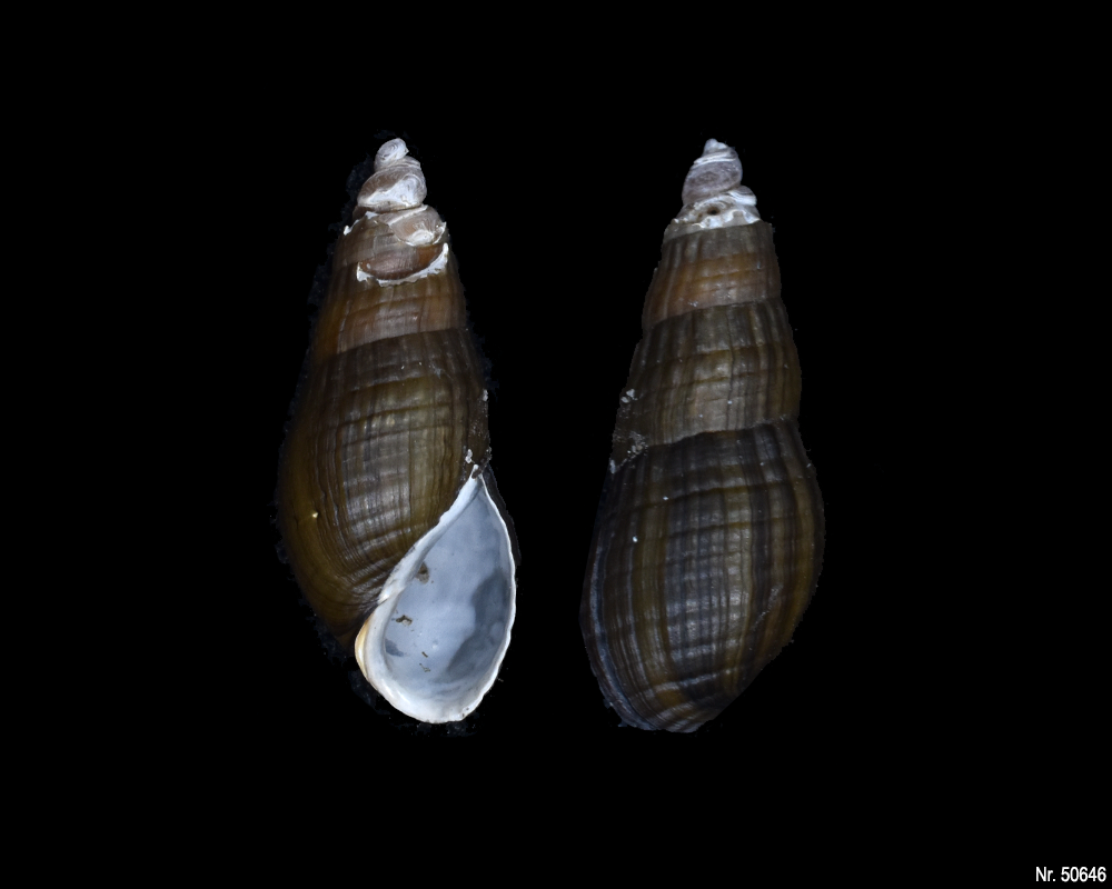 Stenomelania sp. (Turaja schnecke)