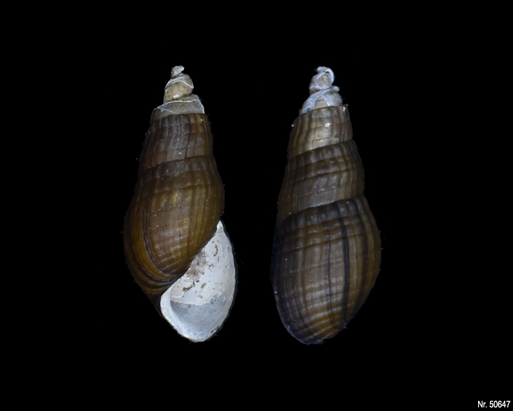 Stenomelania sp. (Turaja schnecke)