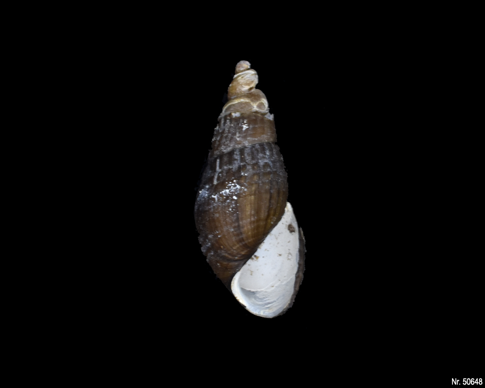 Stenomelania sp. (Turaja schnecke)