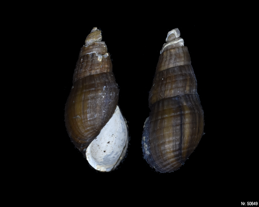 Stenomelania sp. (Turaja schnecke)