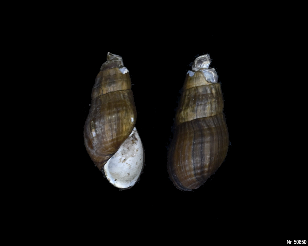 Stenomelania sp. (Turaja schnecke)