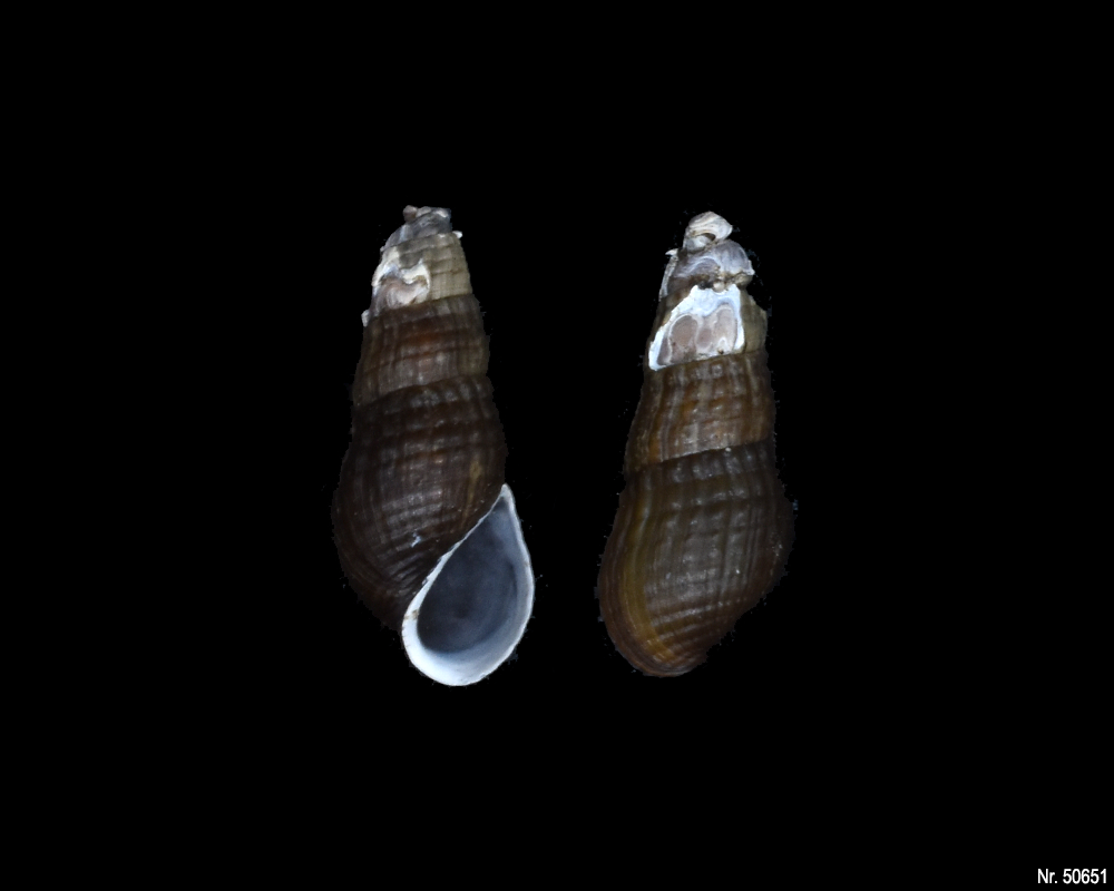 Stenomelania sp. (Turaja schnecke)