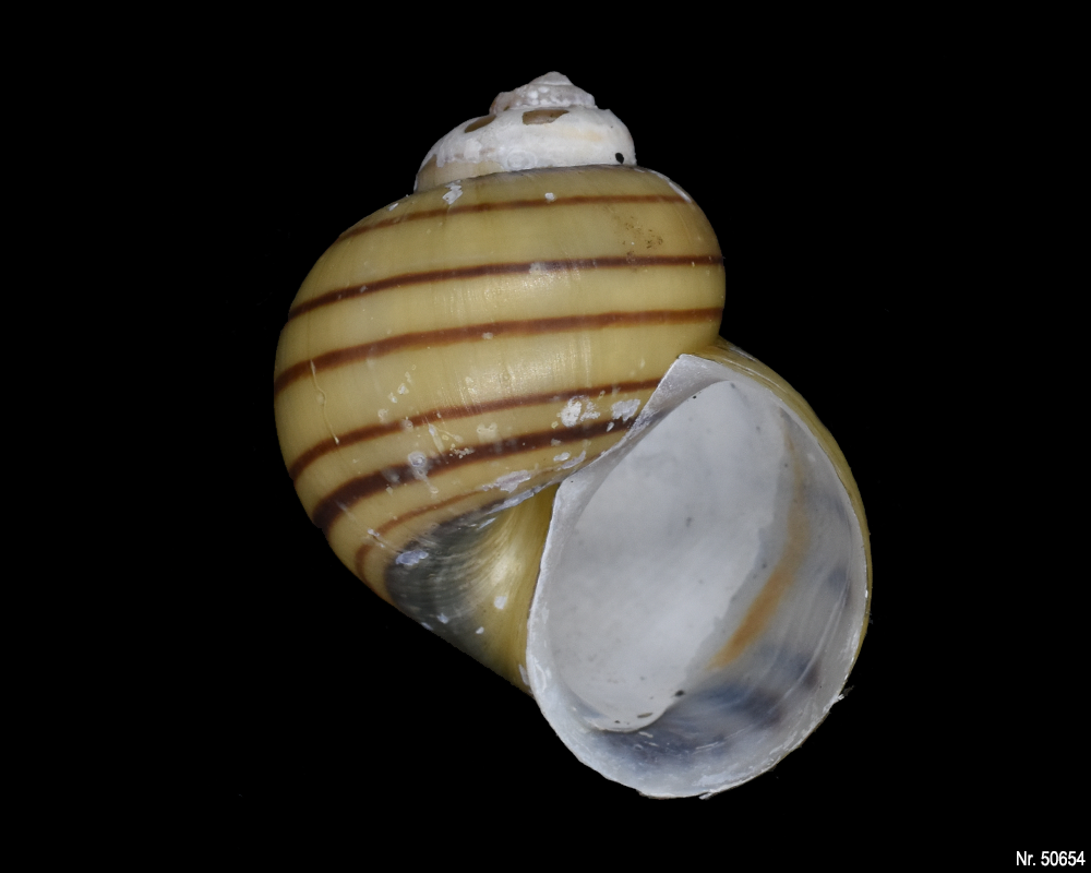 Asolene spixii