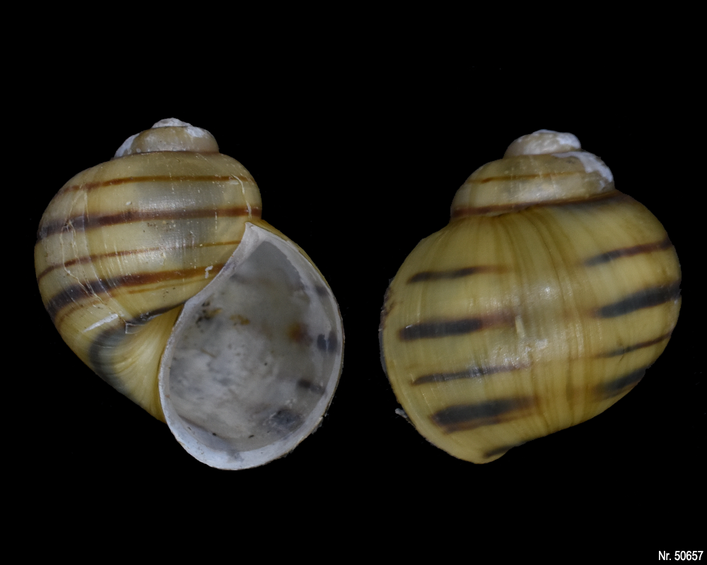 Asolene spixii