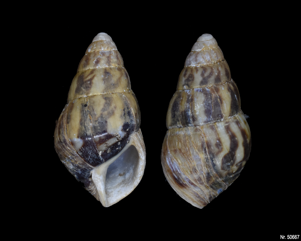 Limicolaria martensiana