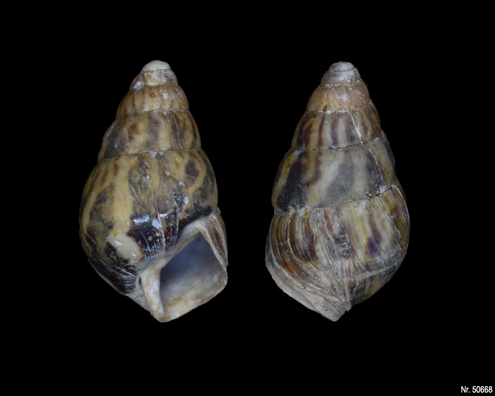 Limicolaria martensiana