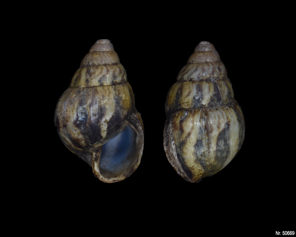 Limicolaria martensiana