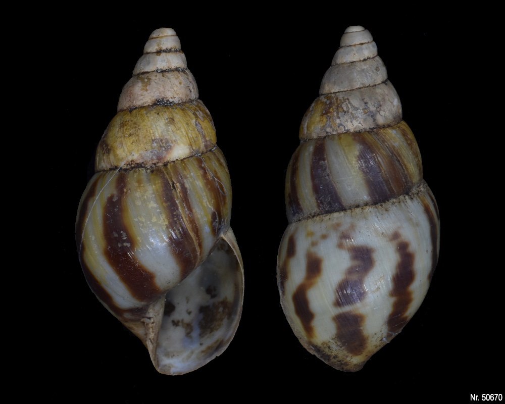 Limicolaria flammea