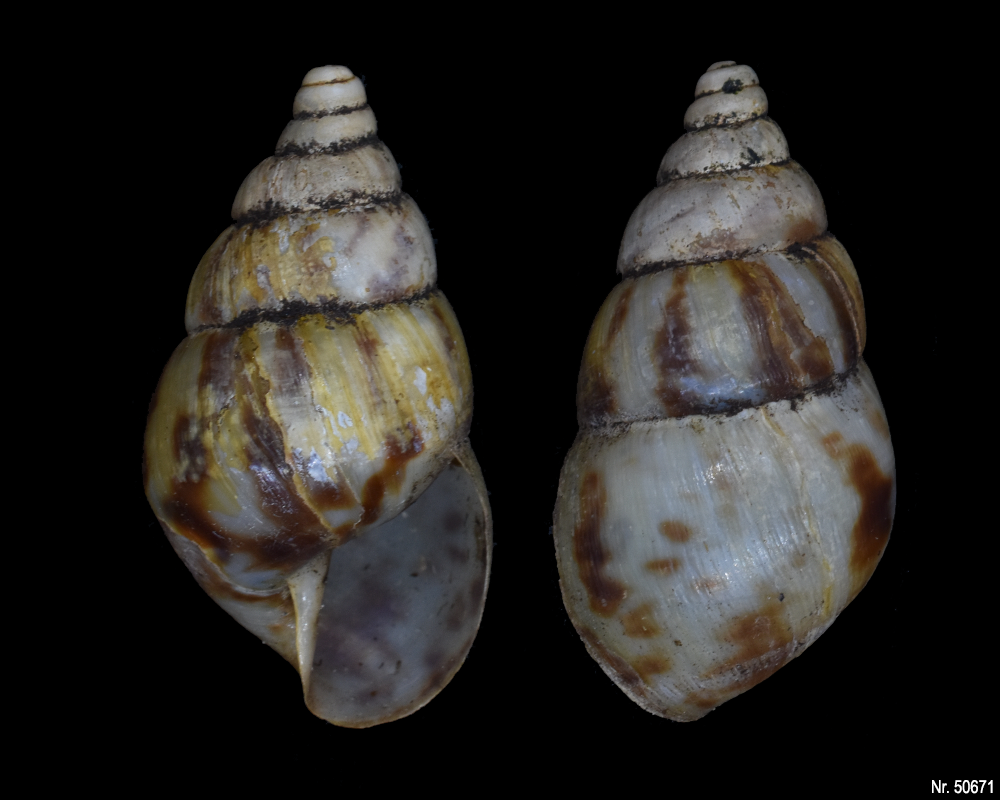 Limicolaria flammea