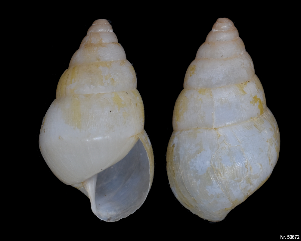 Limicolaria flammea