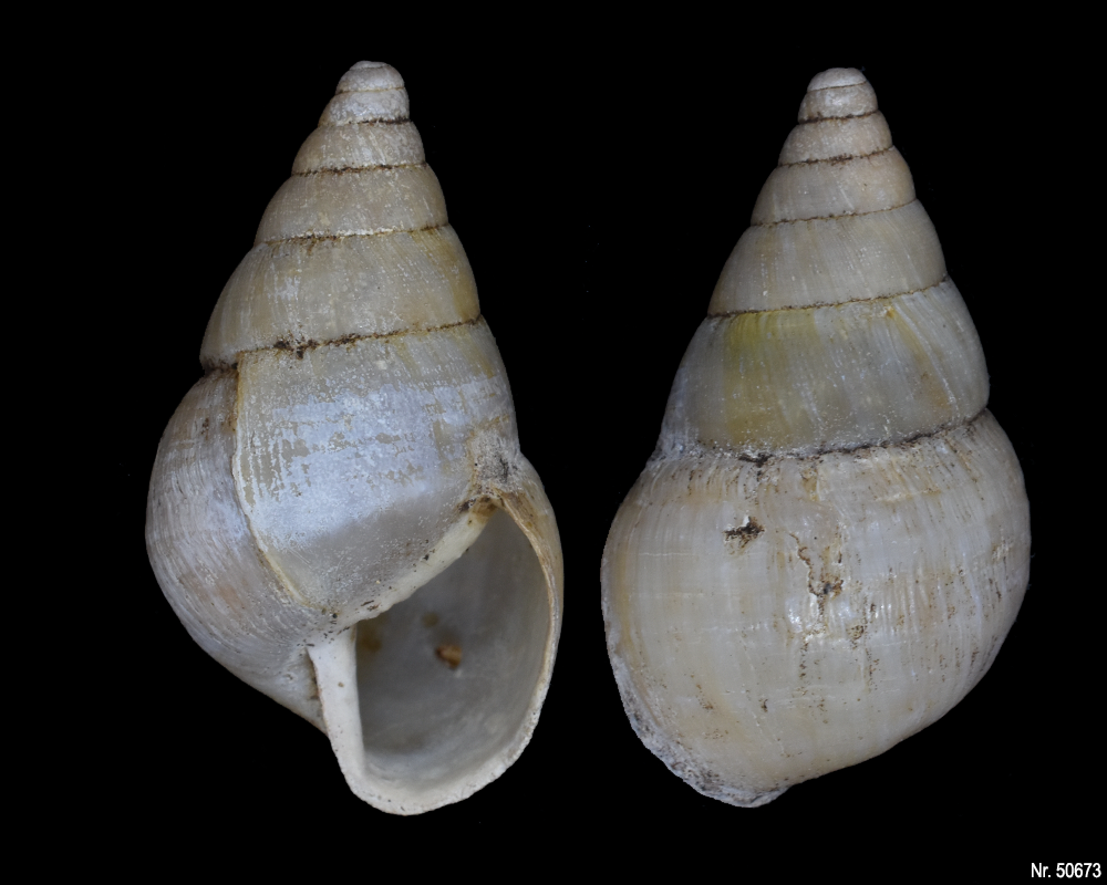 Limicolaria flammea