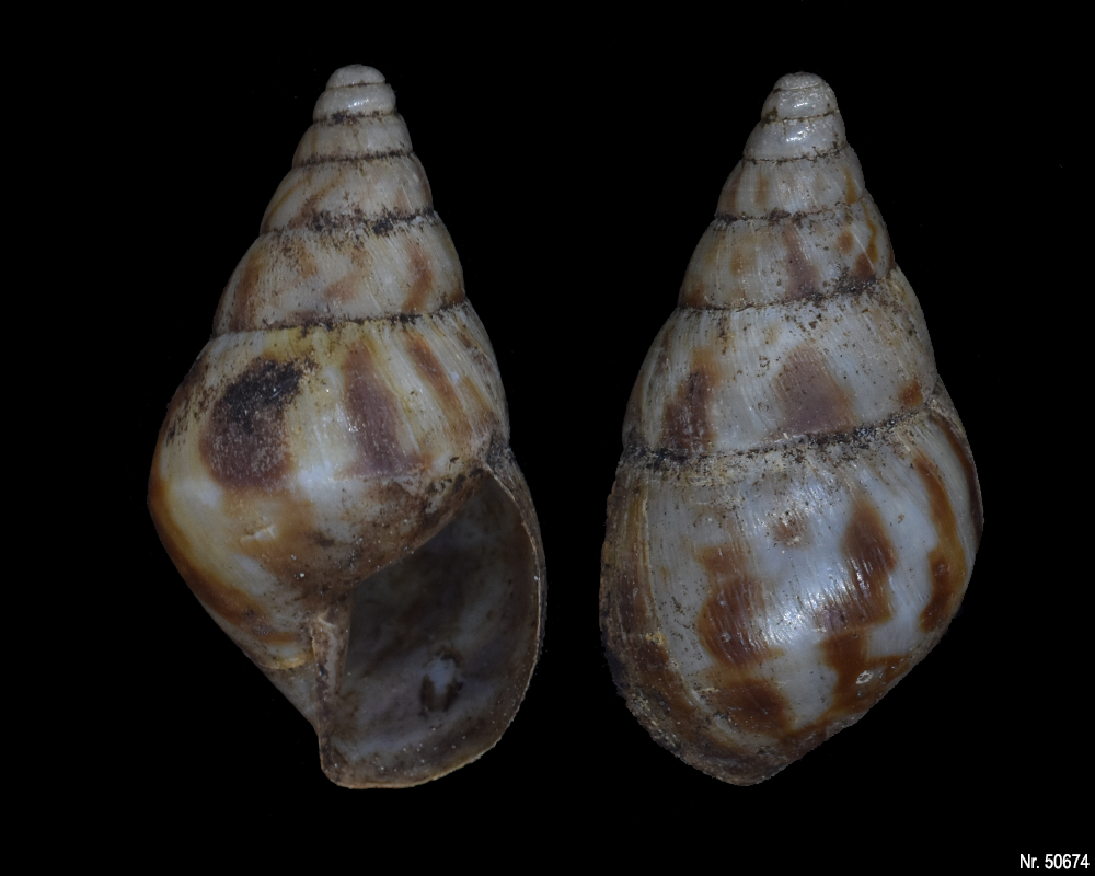 Limicolaria flammea