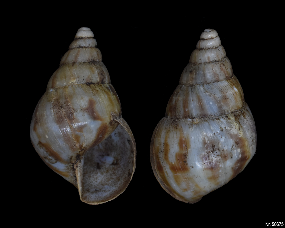 Limicolaria flammea