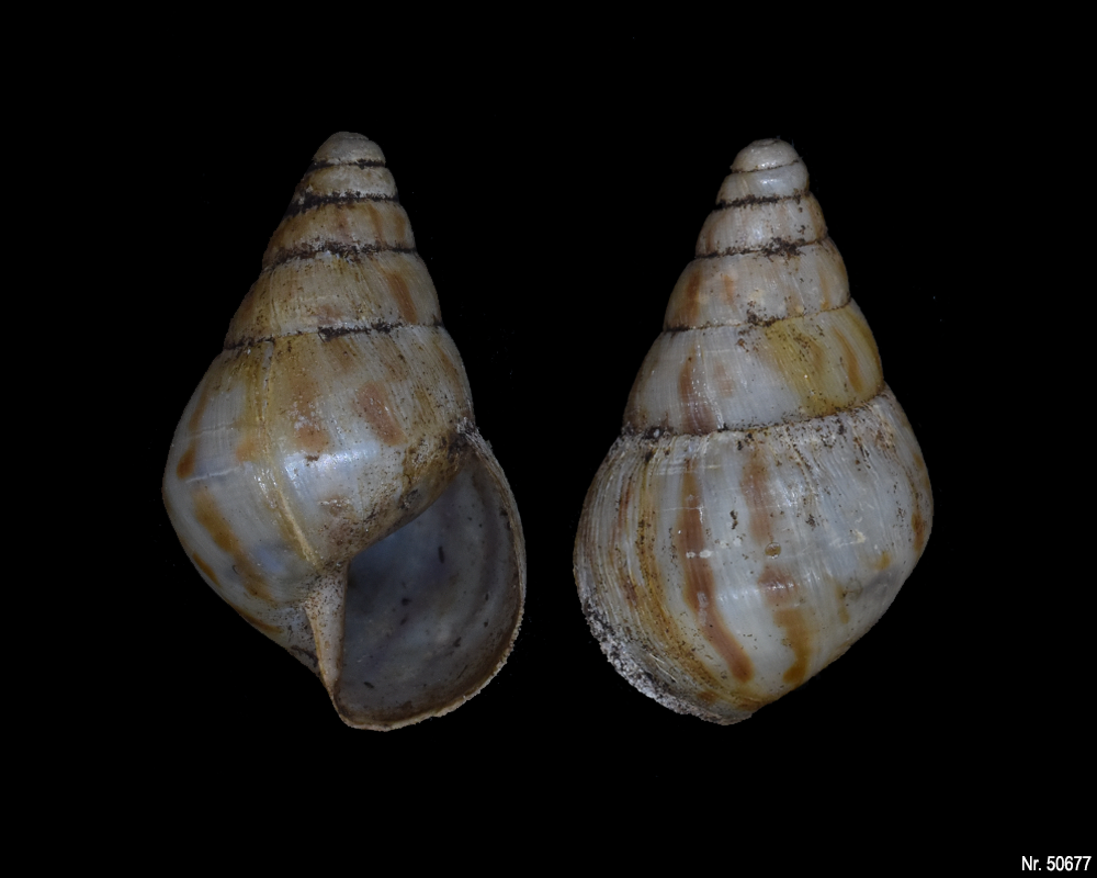 Limicolaria flammea