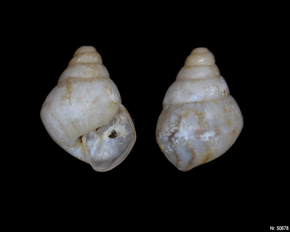 Limicolaria flammea