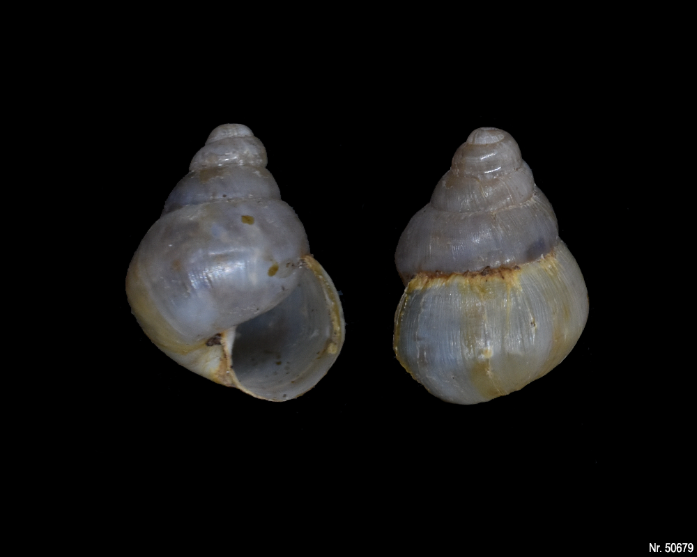 Limicolaria flammea