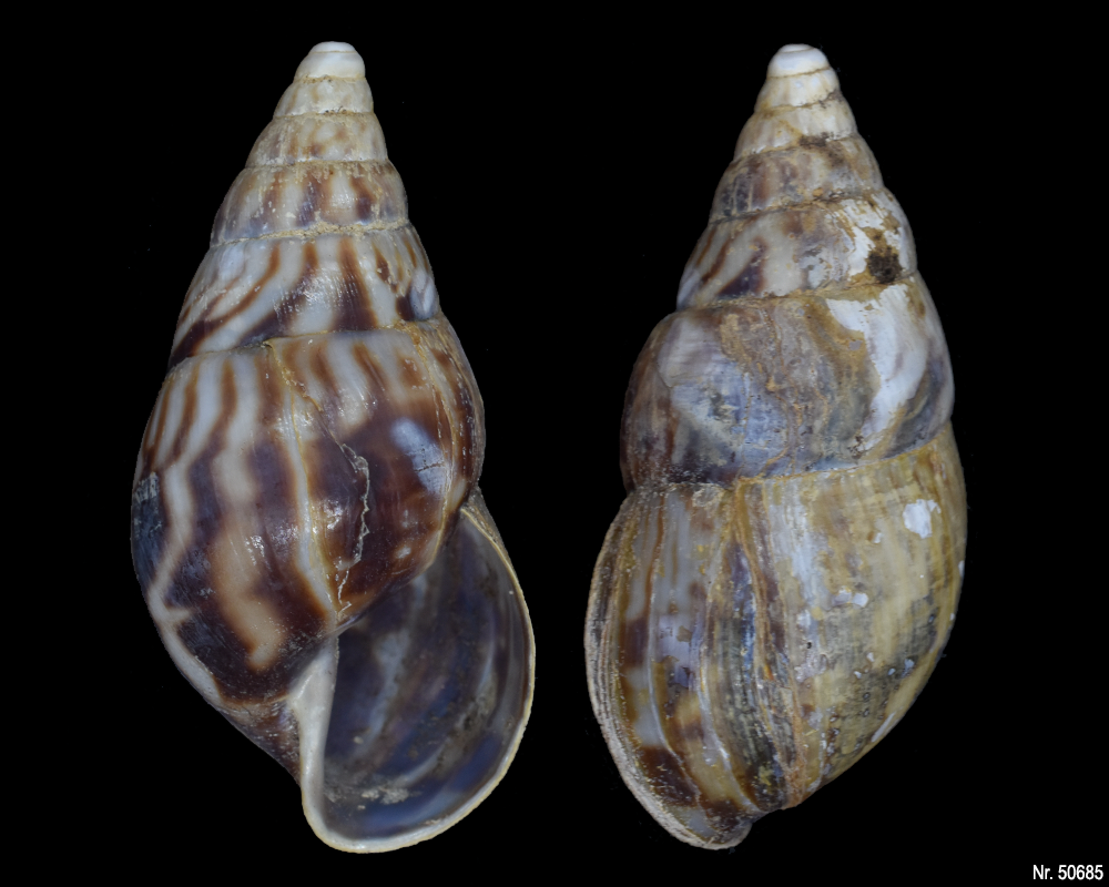 Limicolaria numidica