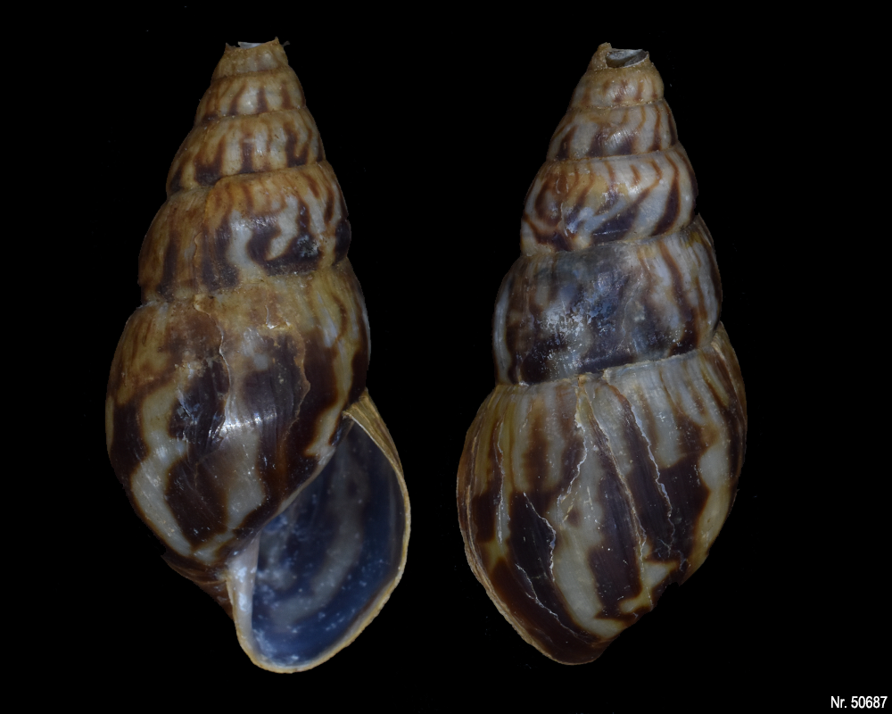 Limicolaria aurora