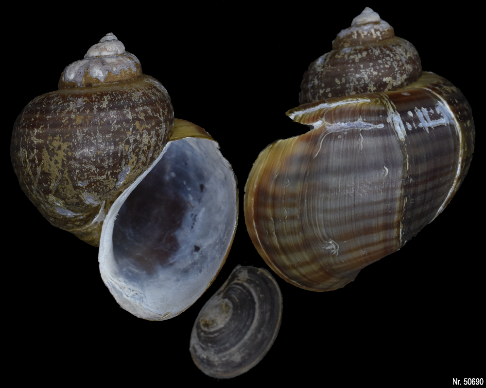 Pomacea bridgesi