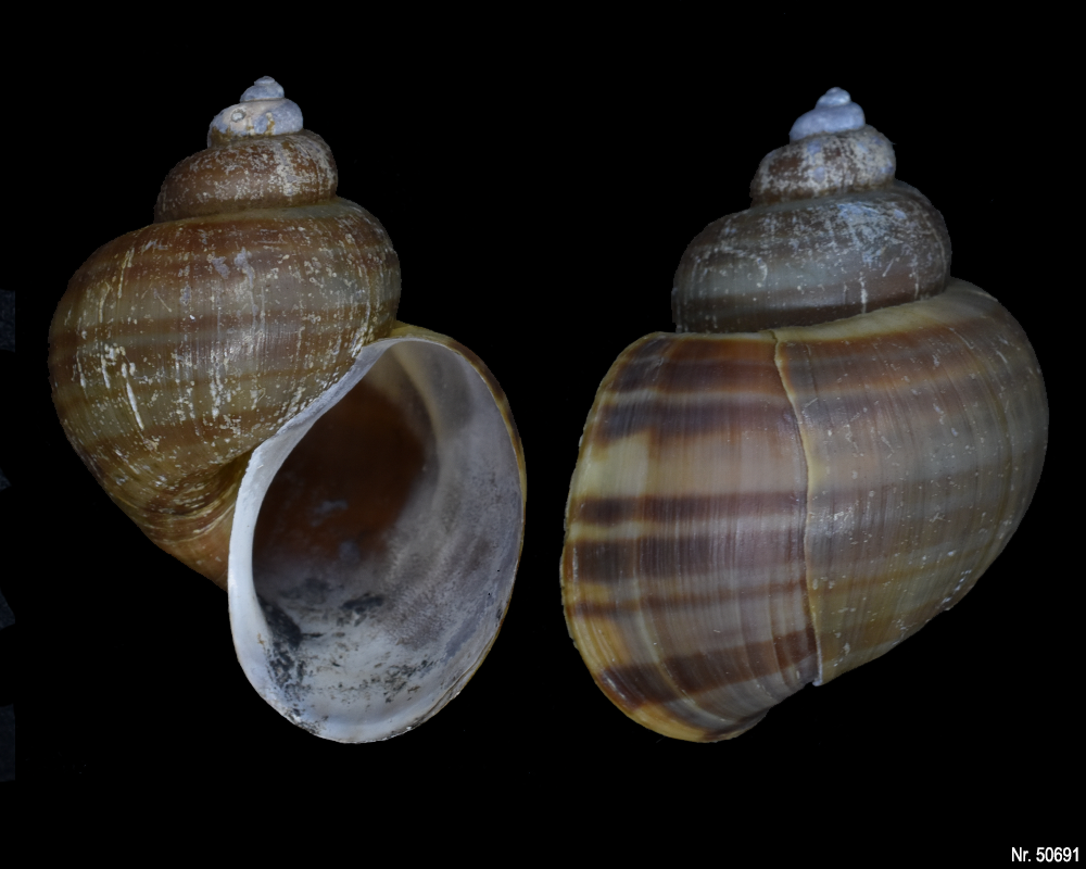 Pomacea bridgesi