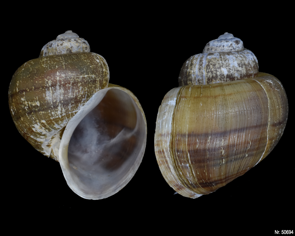 Pomacea bridgesi