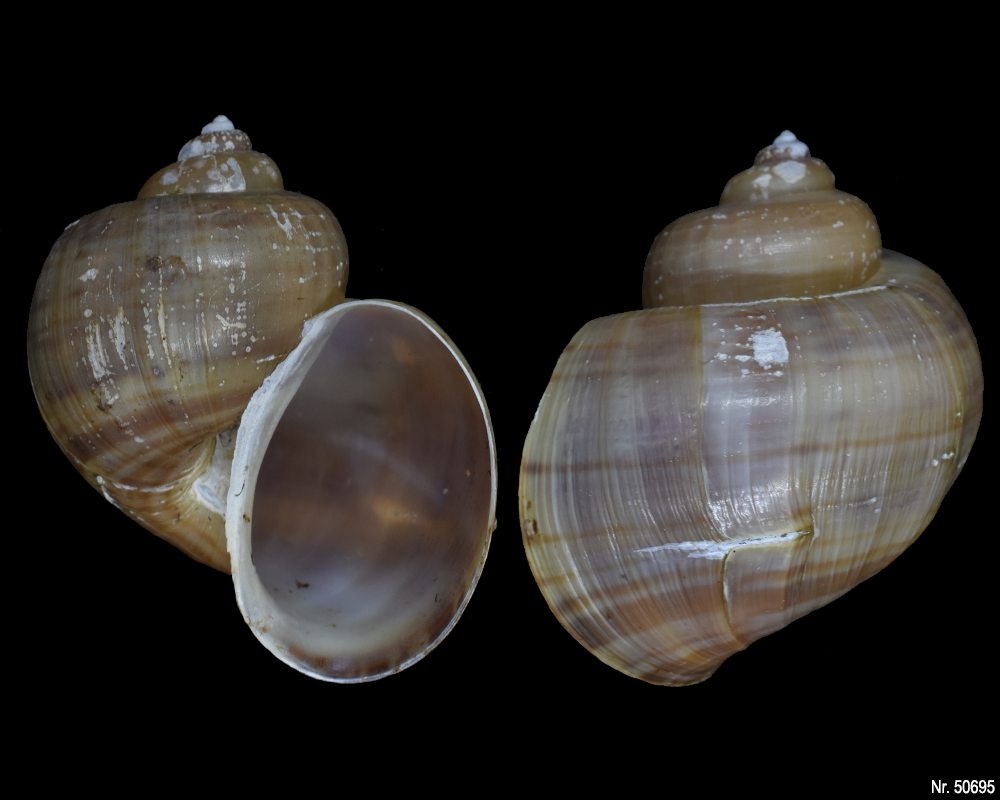 Pomacea bridgesi