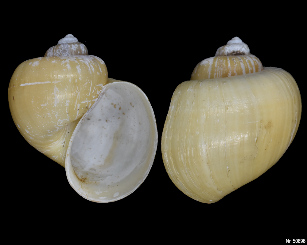 Pomacea bridgesi