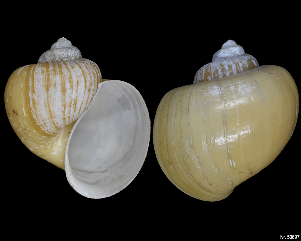 Pomacea bridgesi