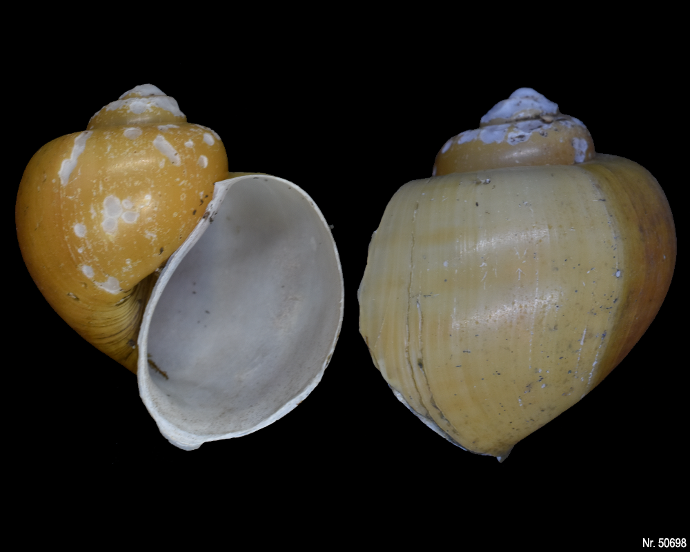 Pomacea bridgesi