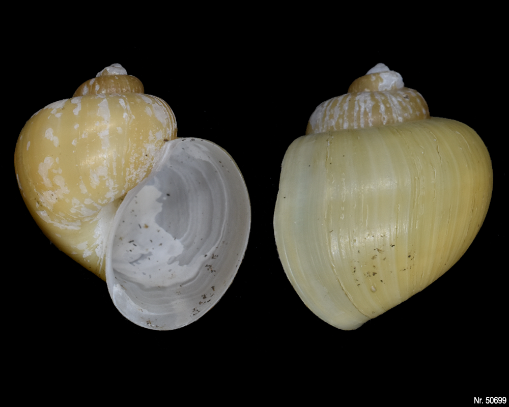 Pomacea bridgesi