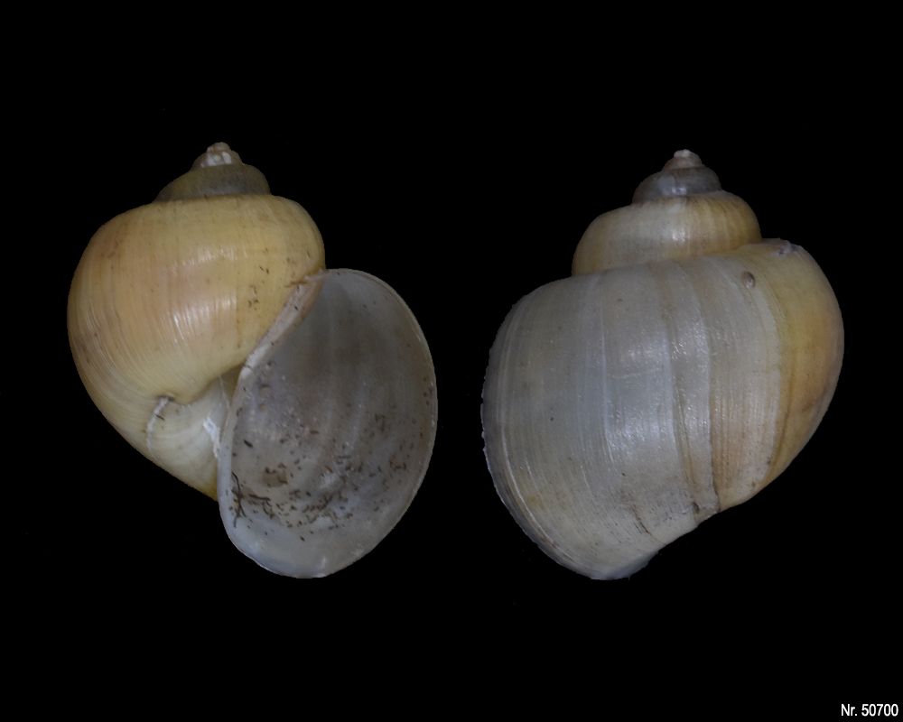 Pomacea bridgesi