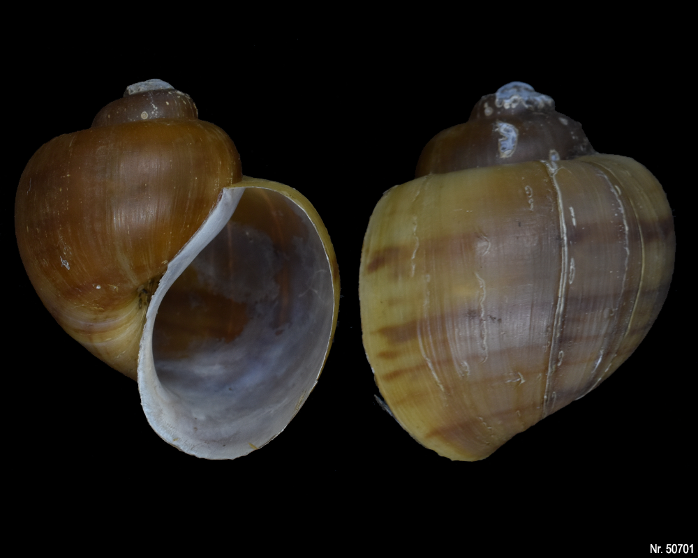 Pomacea bridgesi