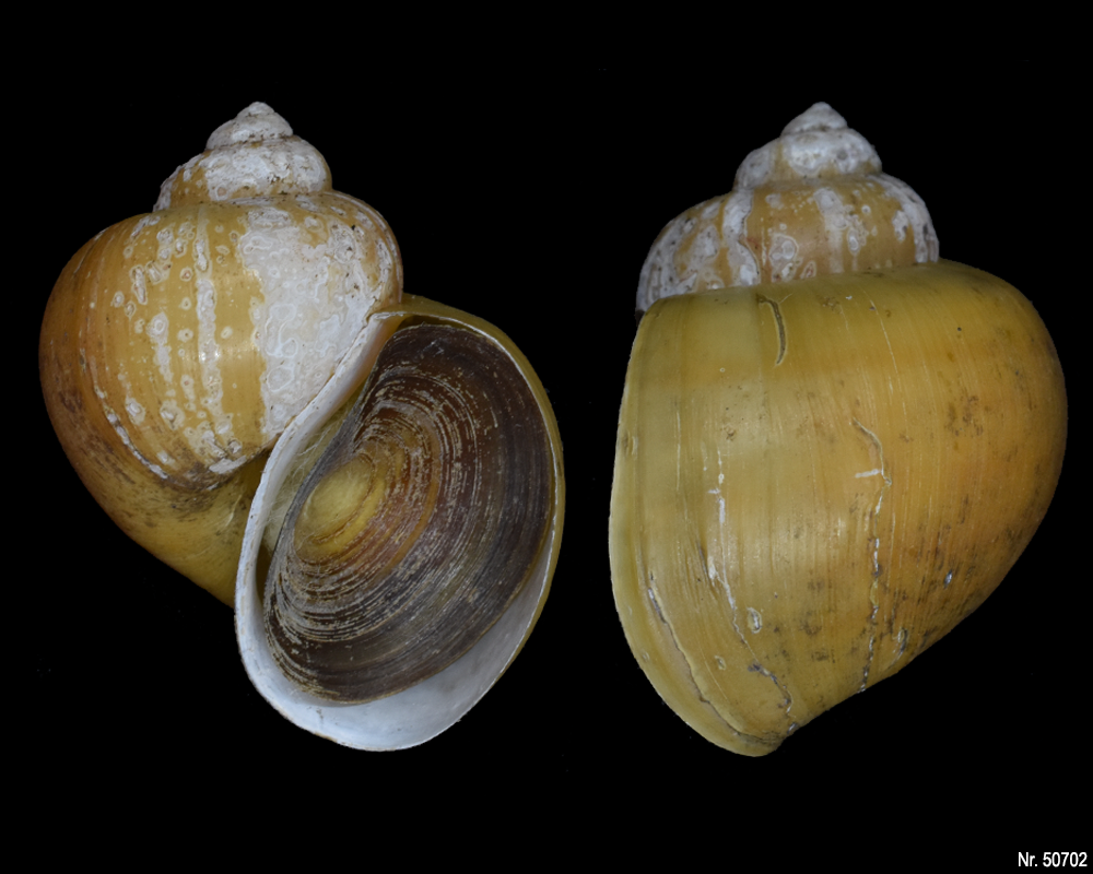 Pomacea bridgesi