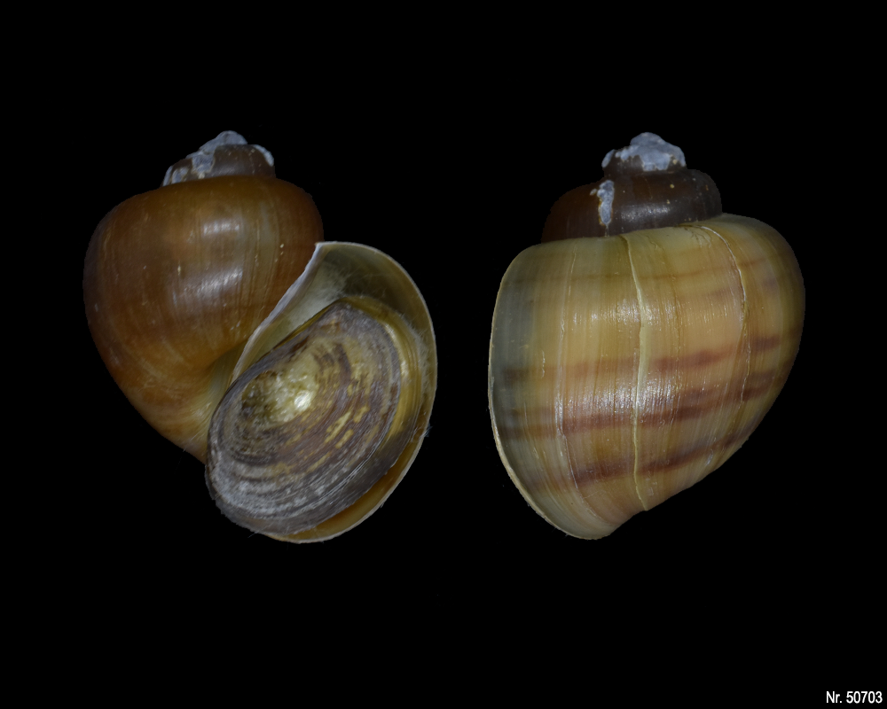 Pomacea bridgesi