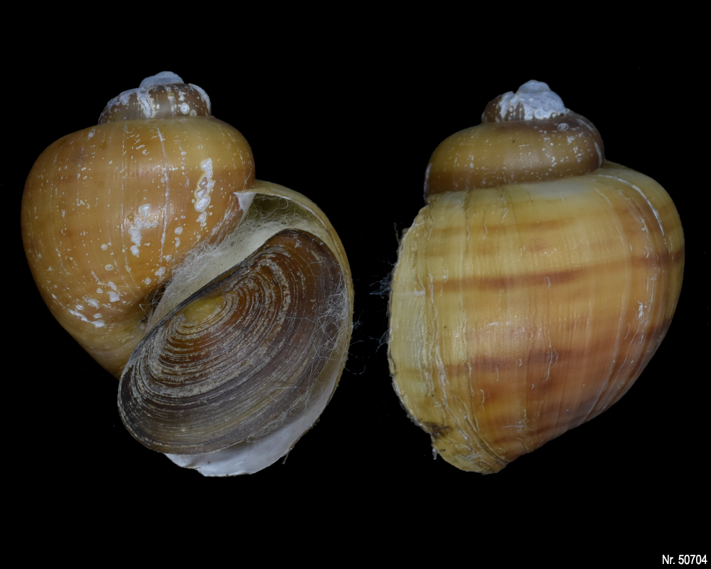 Pomacea bridgesi