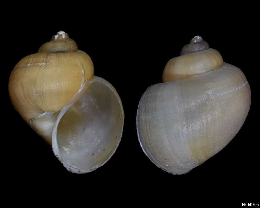 Pomacea bridgesi