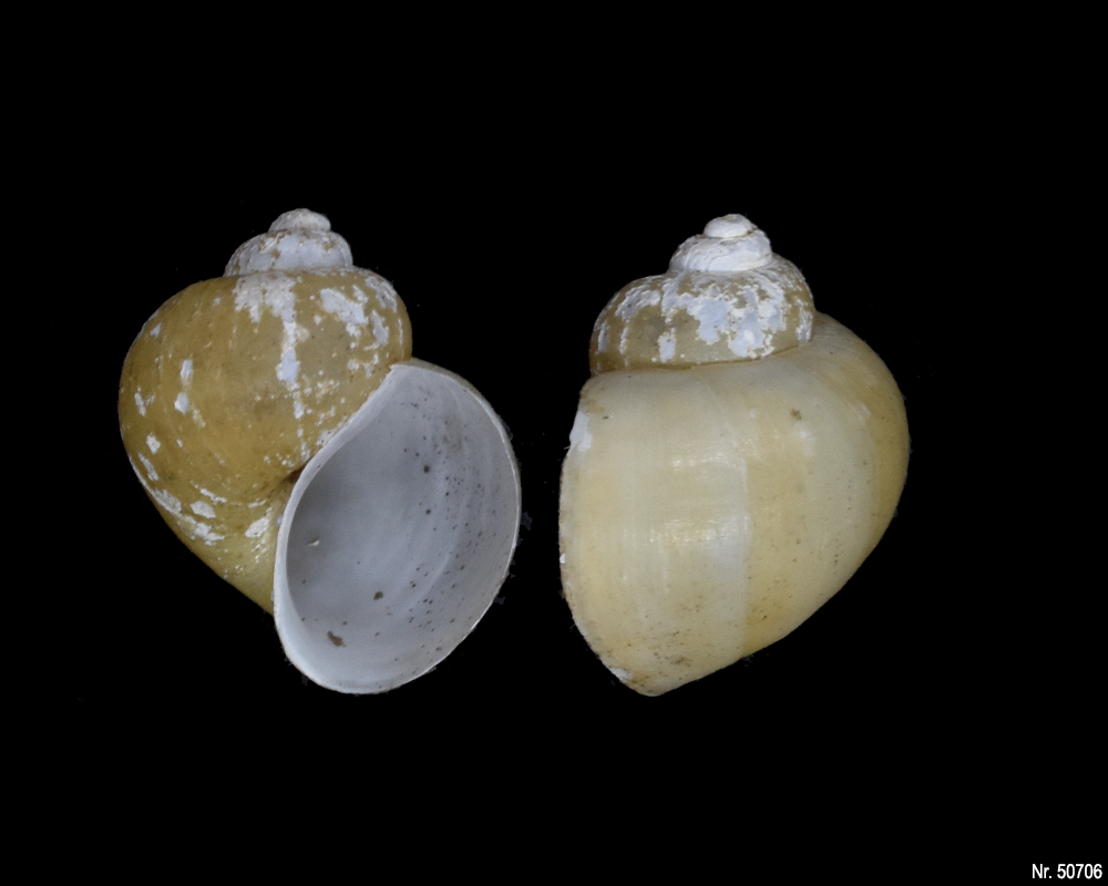 Pomacea bridgesi