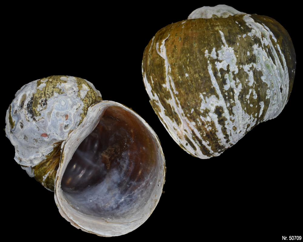 Pomacea canaliculata