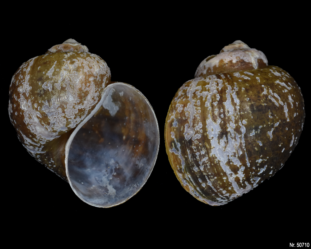 Pomacea canaliculata