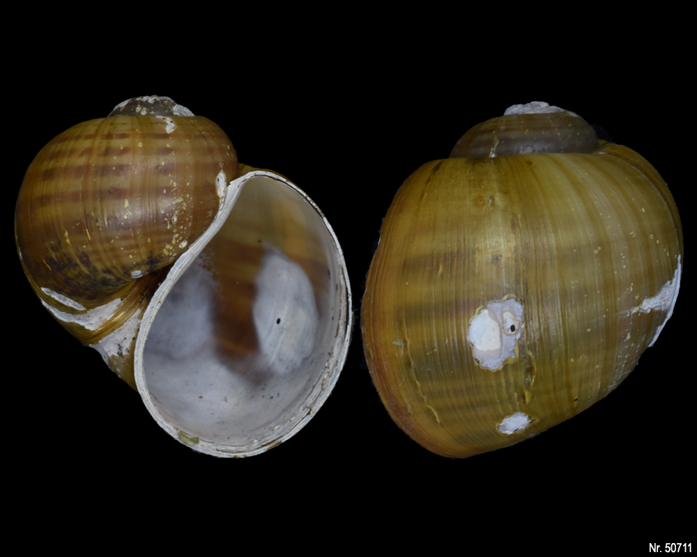 Pomacea canaliculata