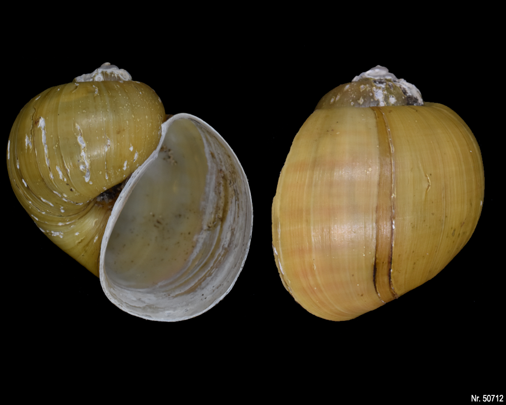 Pomacea canaliculata